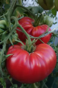 SEHR LECKER! Russische Riesen Fleischtomate ALTE SORTE 10+Samen geschmackvoll - Bild 1 von 15