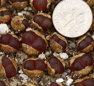 Plant -one- Conophytum maughanii Witsand - Image 1 of 4