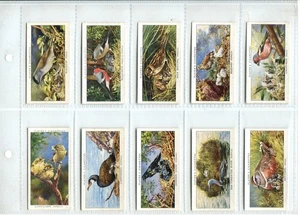 Birds and Their Young 1937 Players Cigarette Cards - Full Set of 50 Cards - Picture 1 of 10