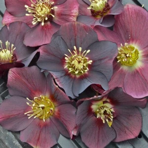 Hellebore Rome in Red Perennial Fall is for planting Rare Lenten Rose - Picture 1 of 1