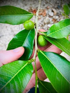 Breadnut 1 Foot Tall Very Rare Tropical Fruit Tree Plant Garden Nursery Seedling - Picture 1 of 5