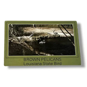 Postcard Brown Pelicans Louisiana State Bird c1988 4x6 Continental Chrome D164 - Picture 1 of 2