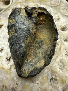 "HERMOSO FÓSIL DE HUESO DE OREJA DE BALLENA DE 1,9"" CAROLINA DEL SUR RARO" - Imagen 1 de 4