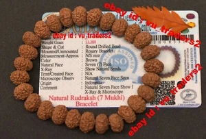 7 Mukhi Rudraksha / Seven Face Rudraksha Nepal Bead Lab Certified Size 18-20 MM - Imagen 1 de 2
