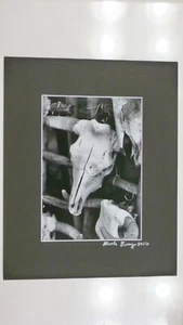 Kuhschädel 8X10 PRINT - Bild 1 von 2