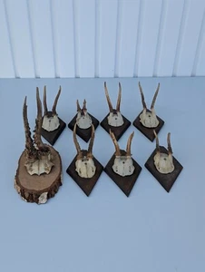 Rehbock Geweihe Gehörn Set 8Stk - Jagdtrophäen auf Schild - Bild 1 von 9