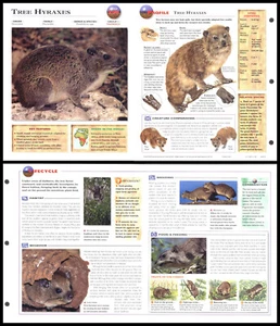 Fold-Out Sheet - Tree Hyraxes - 298 - Picture 1 of 1