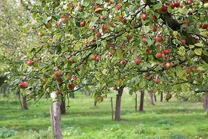 Apfelbaum Apfel 'Celler Dickstiel' 'Krüger's Dickstiel ' Malus 150 cm Container - Bild 1 von 1