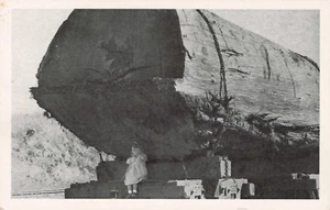 Camiones de ferrocarril de troncos de secuoya gigante postal con Little Girl Empire Association - Imagen 1 de 2
