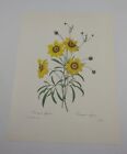 PJ Redoute belles fleurs corcopis élégant art botanique plaque de livre imprimé 24