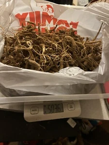 Appalachian ginseng root - Picture 1 of 2