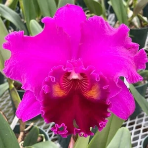 Pianta di Orchidea Cattleya Dinard Blue Heaven vaso misura 3-4 pollici - Foto 1 di 4