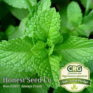 Heirloom Peppermint Seeds | Non-GMO Herb Garden Perennial Seeds from USA - Picture 1 of 3