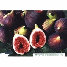 heavily rooted Fig Tree ( Brown Turkey variety); free shipping in the US