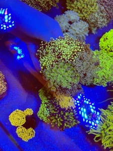 Mixed Frogspawn Garden (LPS,SPS,soft) - Picture 1 of 2