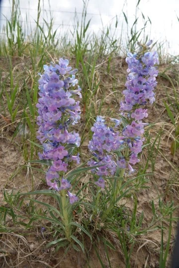 Penstemon angustifolius v. angustifolius | Raro | 10 semillas Foto 1 de 1