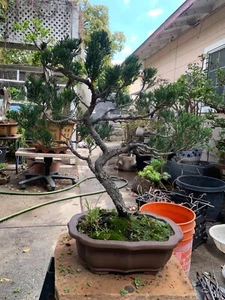 Very old Eatern Red Cedar Trees . - Picture 1 of 13