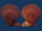 Shell Pecten Cf Asperrima Seashell