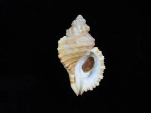 Sea Shell Cabestana Waterhousei 56 mm ID#8838 - Imagen 1 de 4