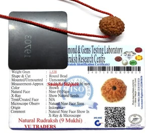9 Mukhi Rudraksha / Nine Face Rudraksh Java Bead Lab Certified Size :14-16 MM - Picture 1 of 2