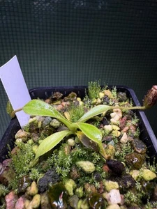 Nepenthes lowii (TM) - Picture 1 of 1