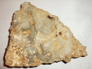 Seelilie Holocrinus zerfallene Krone Trias Mu + Zugabe P438 😊Schau Mal durch ! - Bild 1 von 1