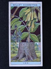 No.5 ASH Flowering Trees & Shrubs by W.D.& H.O.Wills Ltd 1924