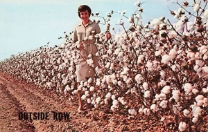 Outside Row of Cotton Woman Standing in Cotton Fields Alabama Chrome PC - Picture 1 of 2