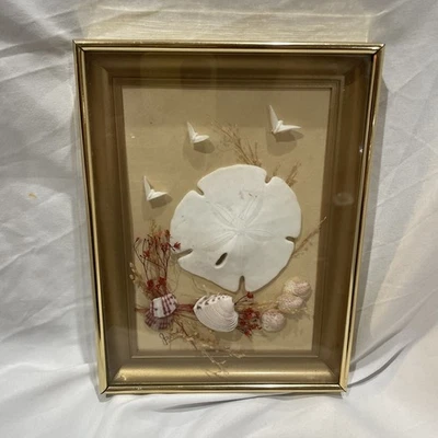 sand dollar sea shells Picture - Image 1 of 2