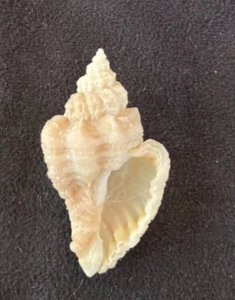 MURICIDAE erinacea erinacea (Ocenebra erinacea tarentinum) 33,8 mm Frankreich 1993 - Bild 1 von 7