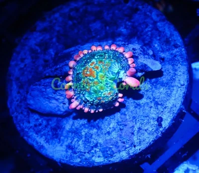 Cornbred's Frankie's Bride Bounce Mushroom - WYSIWYG - Frag - CORAL VIVO Foto 1 de 2