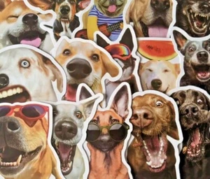 50x Funny Dog Stickers Waterproof Sticker For Laptop Luggage Guitar Water Bottle - Picture 1 of 8