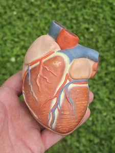 Anatomical Medical Teaching Two Piece Heart Educational Antamony Model Display - Picture 1 of 11