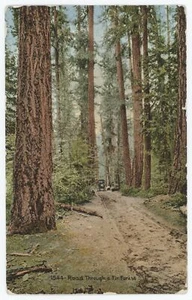 Straße durch einen Tannenwald Oregon Vintage 1920 Postkarte - Bild 1 von 2