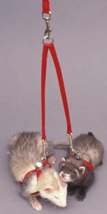 Sheppard & Greene Frettchen / kleiner Hund - Tandemkupplung - Gehen Sie mit zwei Haustieren gleichzeitig spazieren! - Bild 1 von 2