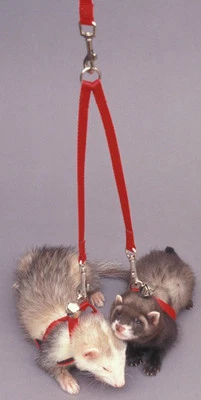 Sheppard & Greene Ferret / Small Dog - Tandem Coupler - Walk two pets at once!