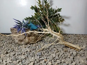 Driftwood aquarium fish & reptiles 7x14" spiderwood root decor - Picture 1 of 9