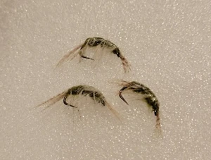 3 X BARBLESS SCUD OLIVE NATURAL SHRIMP TROUT, GAME, GRAYLING Fly Fishing #14 - Picture 1 of 2