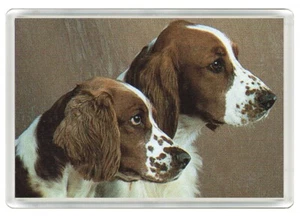 WELSH SPRINGER SPANIEL LOVELY DOG ART PRINT NOVELTY FRIDGE MAGNET GREAT GIFT - Picture 1 of 1