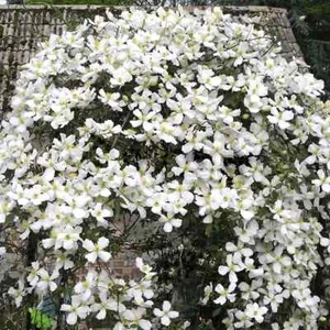 Clematis Montana Grandiflora The Mile-a Minute Highly Scented Vine in 9cm Pot - Picture 1 of 7