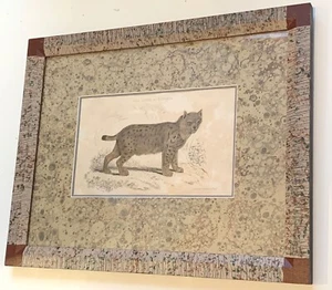 Antiguo lince de Siberia estampado coloreado a mano siglo XIX Whittaker - enmarcado - Imagen 1 de 9