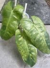 Philodendron Burle Marx Mint (Snowy)Veriegated