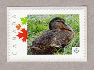 AMERICAN BLACK DUCK = Picture Postage stamp MNH Canada 2016 [p16/04du2/2] - Picture 1 of 2