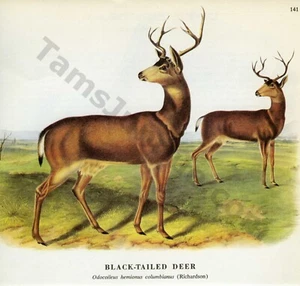 James & Woodhouse Audubon 1968 ciervo cola negra página libro arte (1441) - Imagen 1 de 1