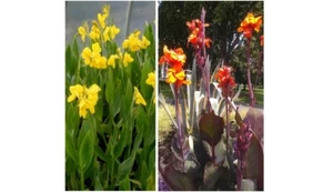 3 each Yellow & Orange CannaLily rhizomes Stunning blooms almost all year round - Picture 1 of 6