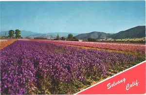 Postal de Solvang California uno de los muchos campos de flores hermosos y coloridos - Imagen 1 de 2