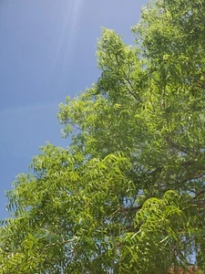 Pecan Small Branch Leaves - Picture 1 of 2