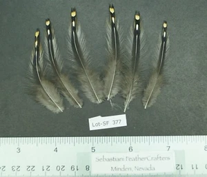 Six 2.5" to 3" Jungle Fowl (Gallus sonneratii) Neck Hackle Feathers Lot-SF 377 - Picture 1 of 2