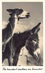 Ecuador - Los trabajadores mas duros - Una llama y un burro - POSTAL FOTO - Ed. - Picture 1 of 2