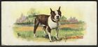 Boston Terrier Dog Card Cowan's Chocolate V13 1930 Cowan Dogs #16 Confection